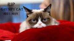 Sedih, Grumpy Cat Kucing Netizen Mati pada Usia 7 Tahun