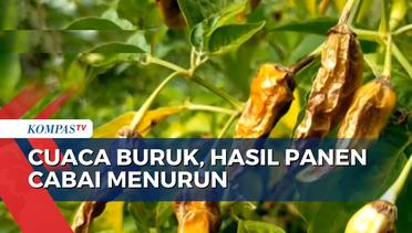 Imbas Cuaca Tak Menentu, Belasan Hektar Tanaman Cabai di Karangasem Bali Gagal Panen!