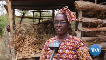 Kenyan Farmers Benefit from Insured Loans