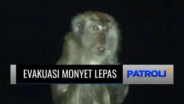Seekor Monyet Peliharaan Lepas Berlarian di Atap, Satu Kampung Heboh! | Patroli