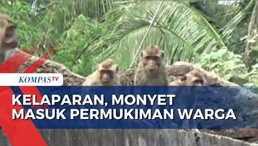 Kehilangan Sumber Makanan, Kawanan Monyet Masuki Permukiman Warga di Cianjur