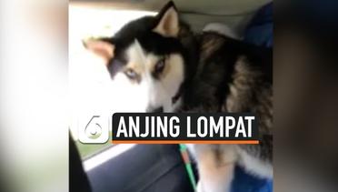 Rekaman Anjing Lompat dari Jendela Mobil Saat Berkendara