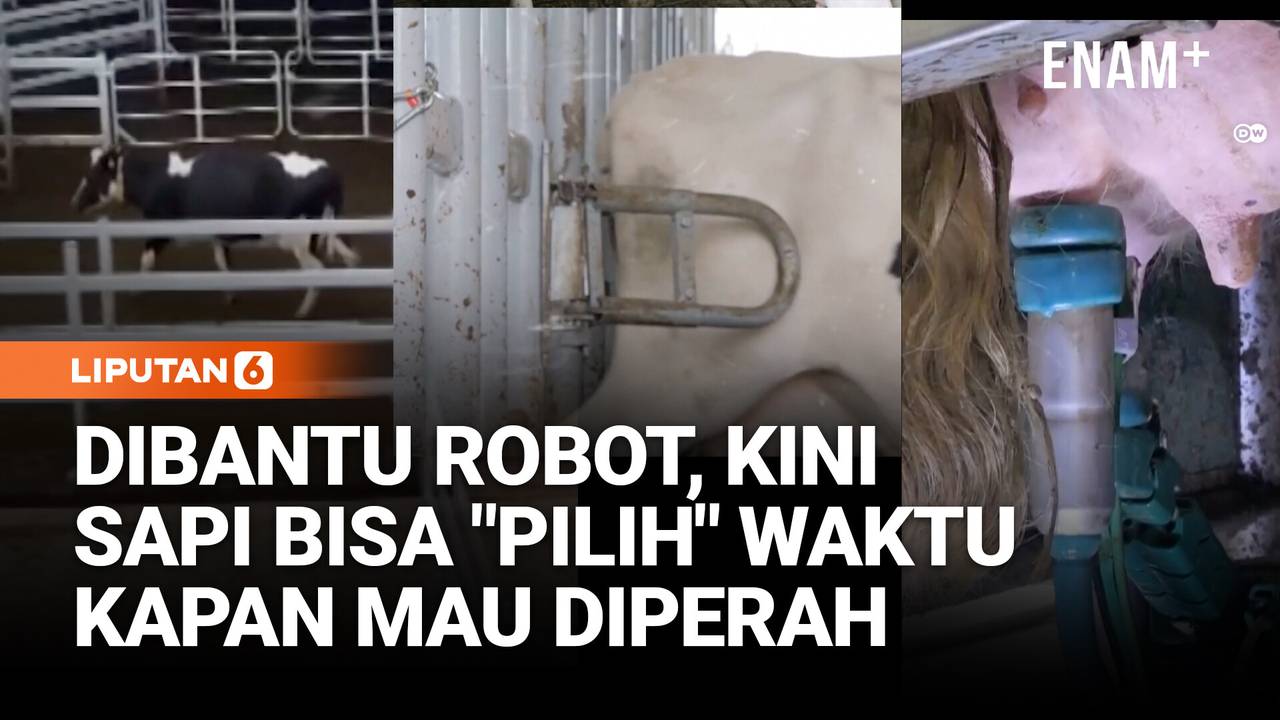 Sapi Bisa Menentukan Kapan Mau Diperah dengan Bantuan Robot - liputan6.com