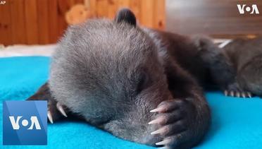 Orphaned Bear Cub Nursed to Health at Russian Care Center