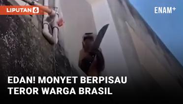 Monyet Berpisau Teror Warga Corrente di Brasil