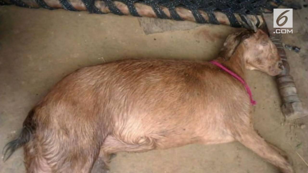 Bokep sama kambing
