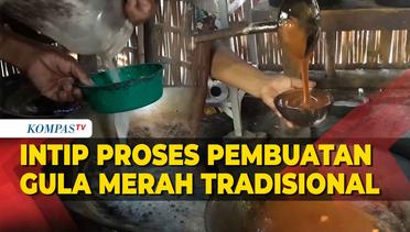 Melihat Proses Pembuatan Gula Merah Tradisional di Jembrana