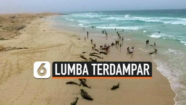 200 Lumba-Lumba Terdampar di Pinggir Pantai Afrika Barat  