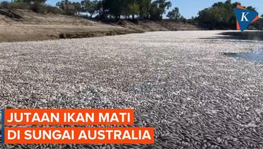Fenomena Jutaan Ikan Mati Selimuti Sungai di Australia