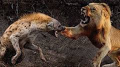 Pertarungan Seru Singa vs Anjing Hutan (Hyena) - Perkelahian Hewan Pemangsa