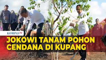 Presiden Jokowi Ajak Masyarakat NTT Kembali Tanam Pohon Cendana