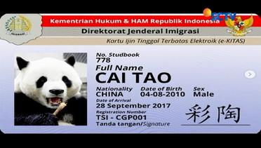 Dua Ekor Panda Asal China Tiba di Indonesia - Liputan6 Siang
