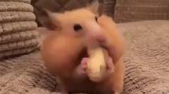 Hamster Makan Kacang 