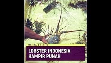 LOBSTER INDONESIA HAMPIR PUNAH