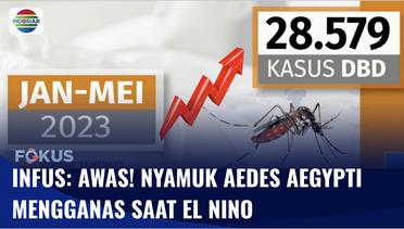 INFUS: DBD Alami Peningkatan, Nyamuk Aedes Aegypti Mengganas saar Fenomena El Nino | Fokus