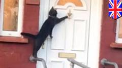 Kucing ini bisa ketuk pintu! - TomoNews