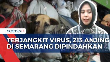Ratusan Anjing yang Diselamatkan di Tol Kalikangkung akan Dipindahkan ke Jawa Barat