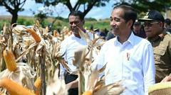 Presiden Jokowi Tinjau Panen Jagung di Sumbawa, Sumbawa, 2 Mei 2024