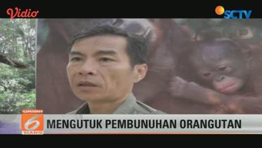 Pembunuhan Orangutan di Kapuas, Kalimantan Tengah, Menjadi Sorotan Media Internasional - Liputan 6 Siang