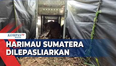 2 Harimau Sumatera Dilepasliarkan di Taman Nasional Gunung Leuser