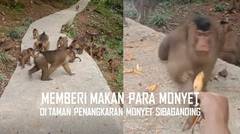 Detim Manik Memberi Makan Para Monyet di Taman Penangkaran Sibaganding