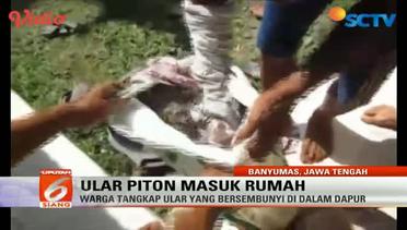 Lagi, Ular Piton Masuk Rumah Warga di Banyumas, Jawa Tengah - Liputan6 SCTV