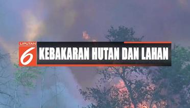 Lahan dan Hutan di Merauke Diduga Sengaja Dibakar  - Liputan 6 Terkini