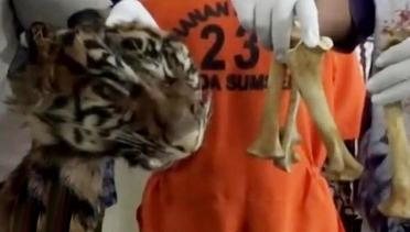 VIDEO: Pemburuan Satwa Langka di Sumatera
