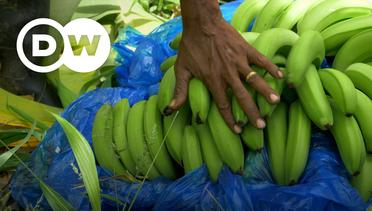 Now You Know - Apakah pisang tumbuh dari biji?