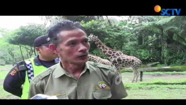 Pasca-video Miras Beredar, Taman Safari Indonesia Awasi Hewan Ini - Liputan6 Siang