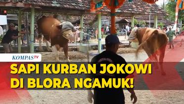 Momen Sapi Sumbangan Presiden Jokowi di Blora Ngamuk: Tali Putus, Warga Berlarian!
