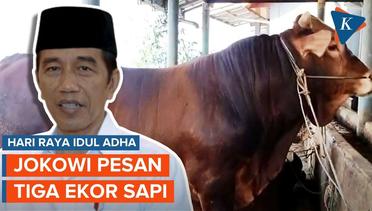 Jelang Idul Adha, Jokowi Pesan Tiga Sapi Berbobot 1 Ton Lebih
