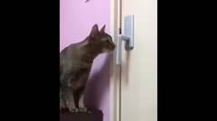 Trick Hebat !! Kucing coba buka Pintu !! WOW