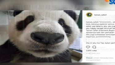 Intip Tingkah Lucu  Panda Hu Chun dan Cai Tao Asal Cina di Taman Safari  - Liputan6 Siang