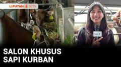 Jelang Iduladha, Salon Khusus Sapi Kurban Ramai Diserbu Peternak | Liputan 6