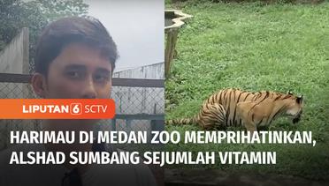 Kondisi Harimau di Medan Zoo Memprihatinkan, Alshad Ahmad Sumbang Vitamin | Liputan 6