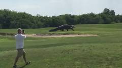 Buaya Aligator Raksasa Masuk Lapangan Golf