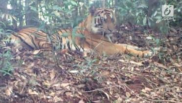 3 Ekor Anak Harimau Liar Tertangkap Kamera