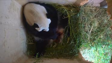 Kelahiran Langka Bayi Panda Raksasa