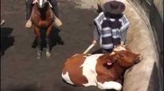 Kasian sapi hampir semaput di Rodeo ala Chileno