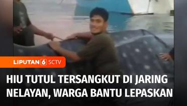 Seekor Hiu Tutul di Aceh Diselamatkan Warga setelah Tersangkut pada Jaring Nelayan | Liputan 6