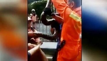 VIDEO: Detik-Detik Pasukan Oranye Taklukkan Ular Sanca 4 Meter