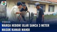 Ular Sanca 3 Meter Masuk Kamar Mandi di Lebak, Warga Satu Kampung Turun Tangan | Fokus