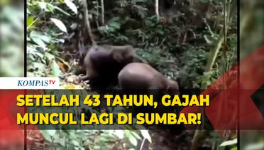 Viral Penampakan Dua Ekor Gajah di Sumatera Barat, Setelah Terakhir Muncul 43 Tahun Lalu