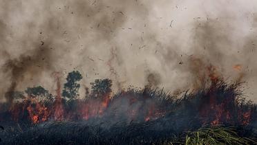 News Flash: Jokowi Mensinyalir Lahan Gambut Sengaja Dibakar