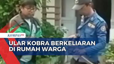 Penangkapan Ular King Kobra 2 Meter Berkeliaran di Rumah Warga di Banten