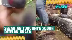 Tragis! Sedang Mencari Siput di Sungai, Seorang Wanita Diterkam Buaya