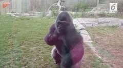 Gorila Hancurkan Kaca Pengaman, Pengunjung Panik