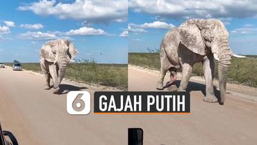 Unik, Seekor Gajah Berwarna Putih Mengejutkan Turis