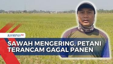 Ribuan Hektar Sawah di Indramayu Mengering, Petani Terancam Gagal Panen!